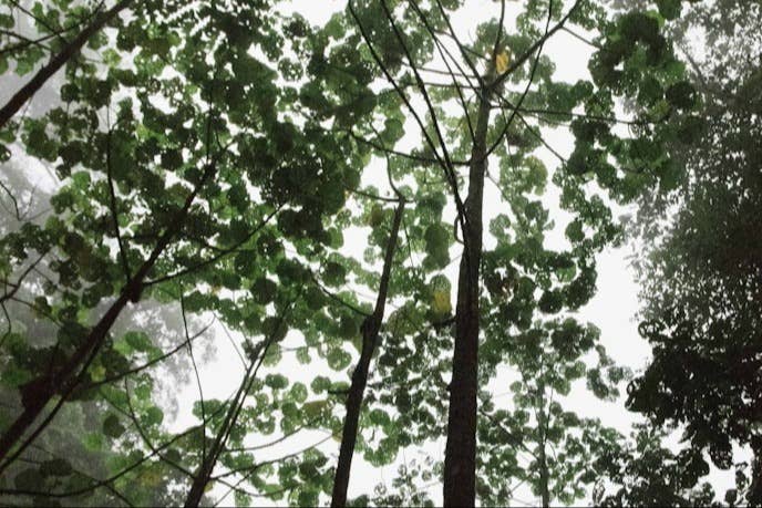 A close up of trees